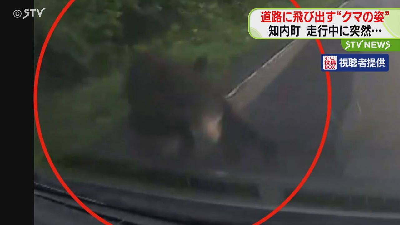 えびくま（感謝） 運転手「ただただびっくり」 “道路に飛び出すクマの姿” 車と衝突し藪の