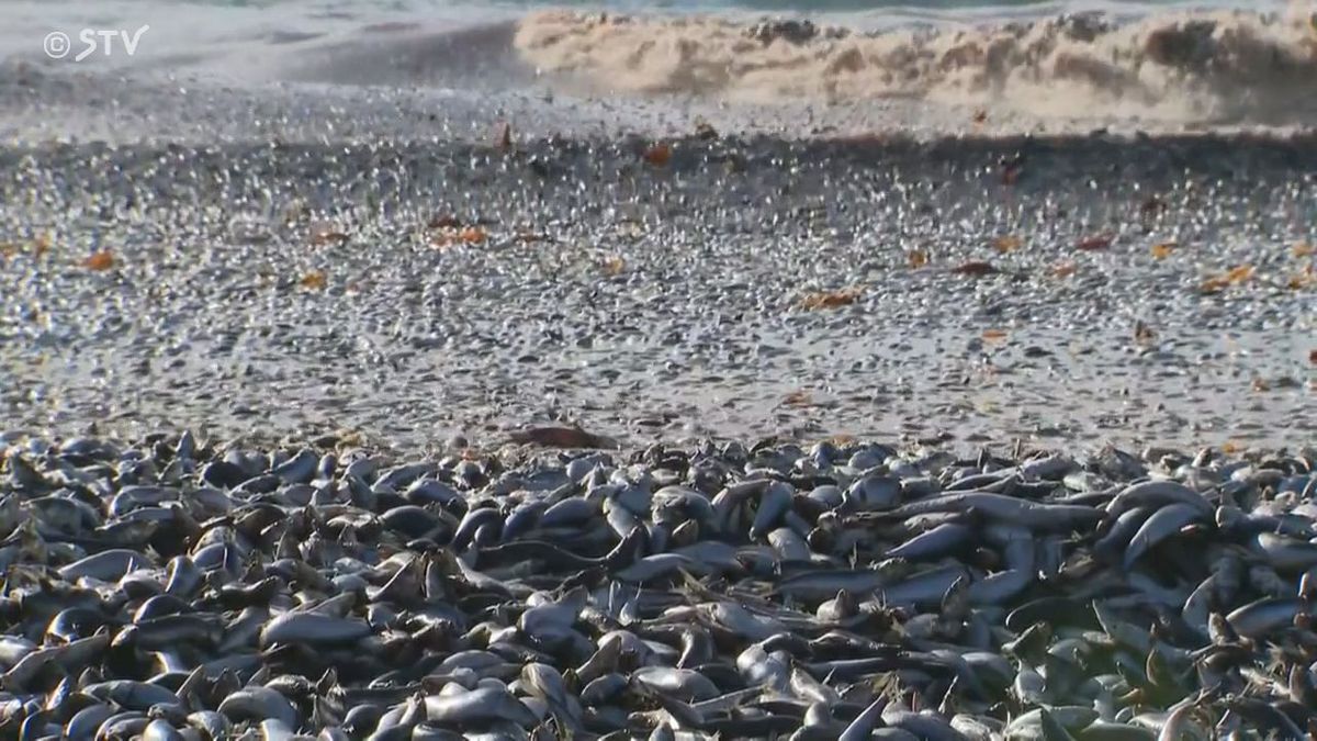 海岸に漂着したイワシ（12月8日・北海道函館市）