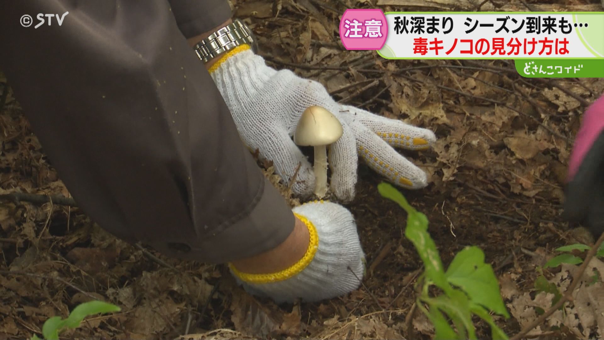 きのこ会の会長は語る「根本のツボ」がポイント…毒キノコに注意 その