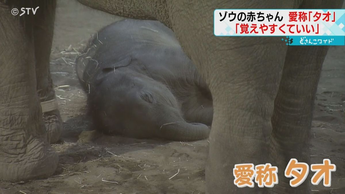 「覚えやすくていい」赤ちゃんゾウの愛称「タオ」に決定　来園者でにぎわう　札幌・円山動物園
