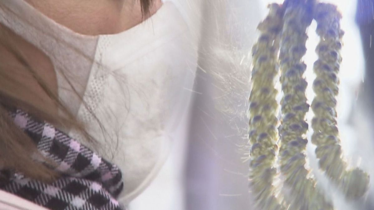 「花粉症」の季節到来…　北海道で症状を引き起こす花粉は５種類　アレルギーの原因は“タンパク質”にあり