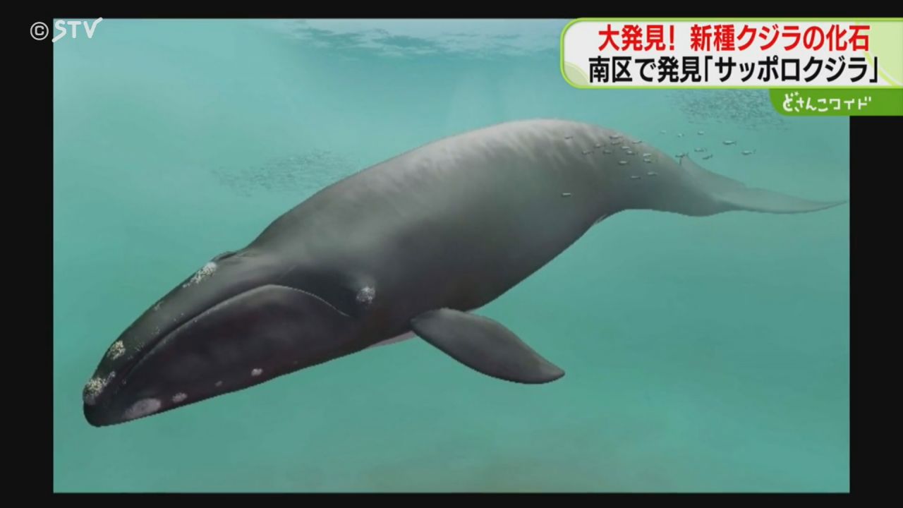 新属新種・セミクジラの化石 “サッポロクジラ”と命名 世界で最も保存