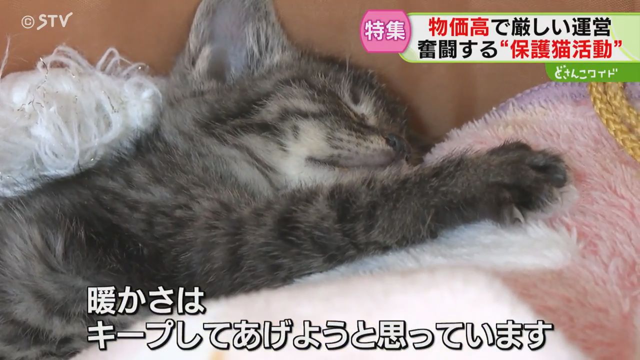 3ページ目 保護猫活動が直面する“物価高” 120万円赤字の月も 命を守る