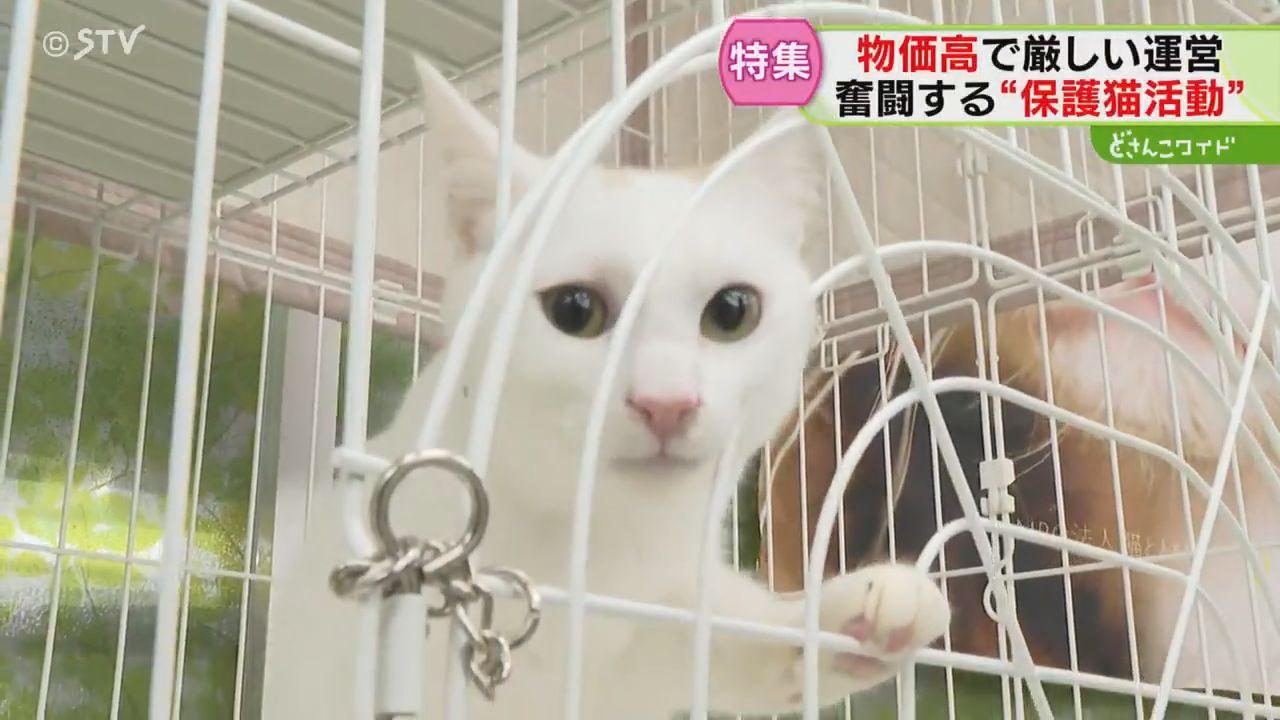 保護猫活動が直面する“物価高” 120万円赤字の月も 命を守る使命と