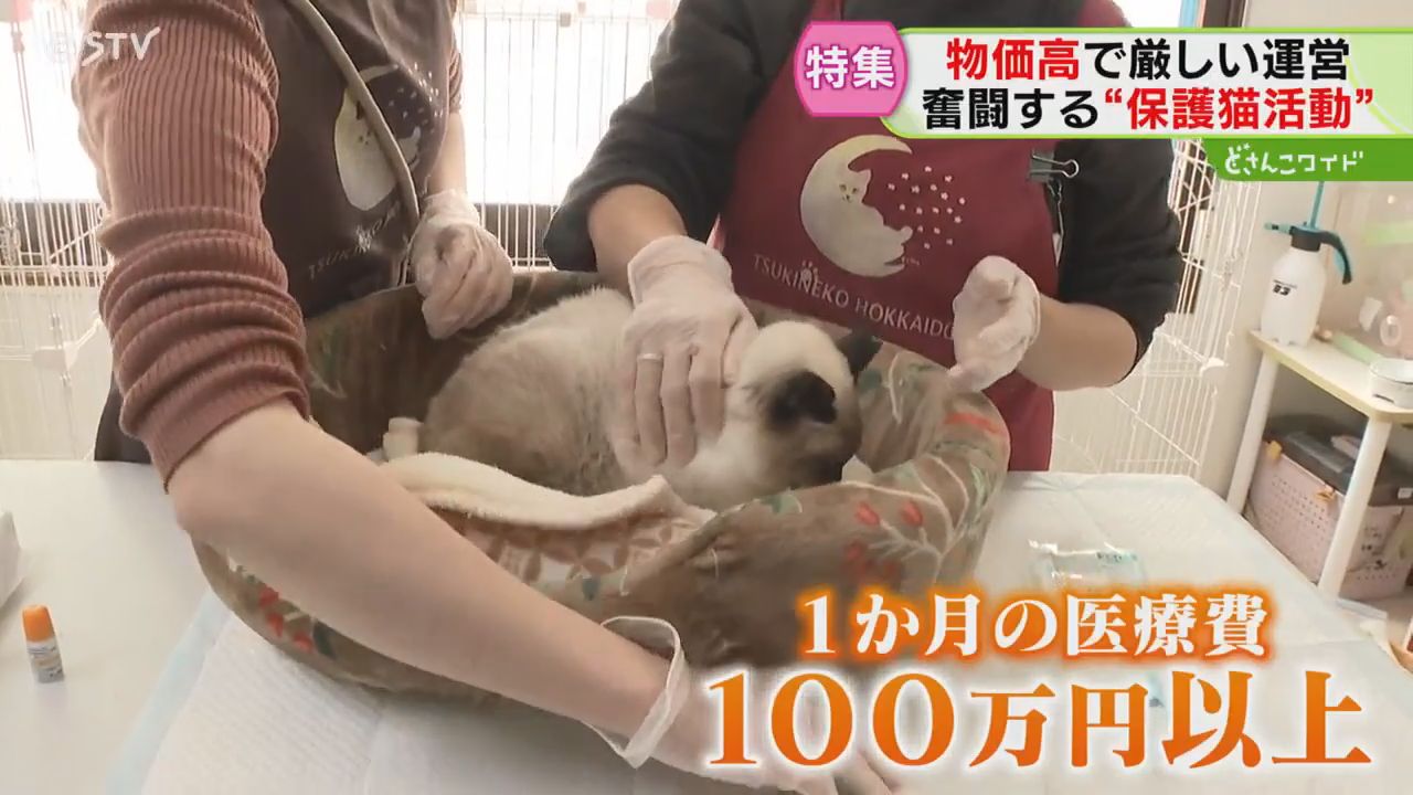 2ページ目 保護猫活動が直面する“物価高” 120万円赤字の月も 命を守る