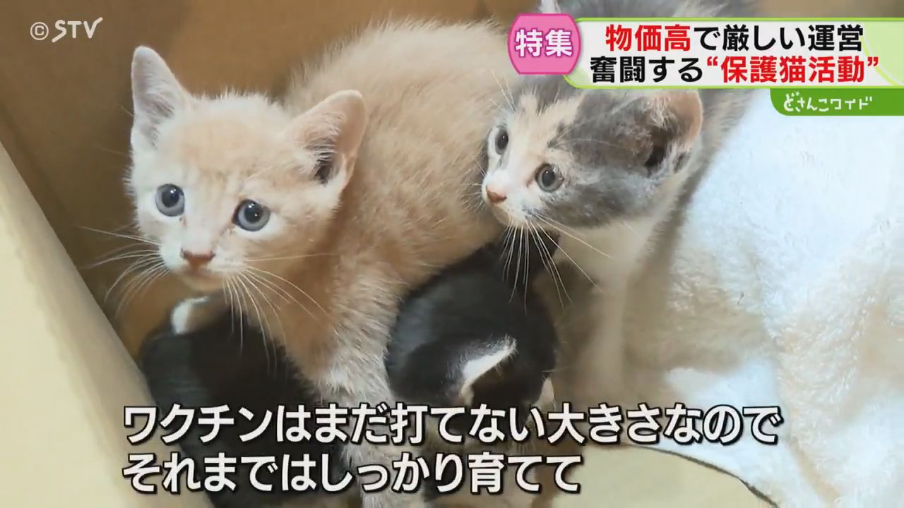 3ページ目 保護猫活動が直面する“物価高” 120万円赤字の月も 命を守る