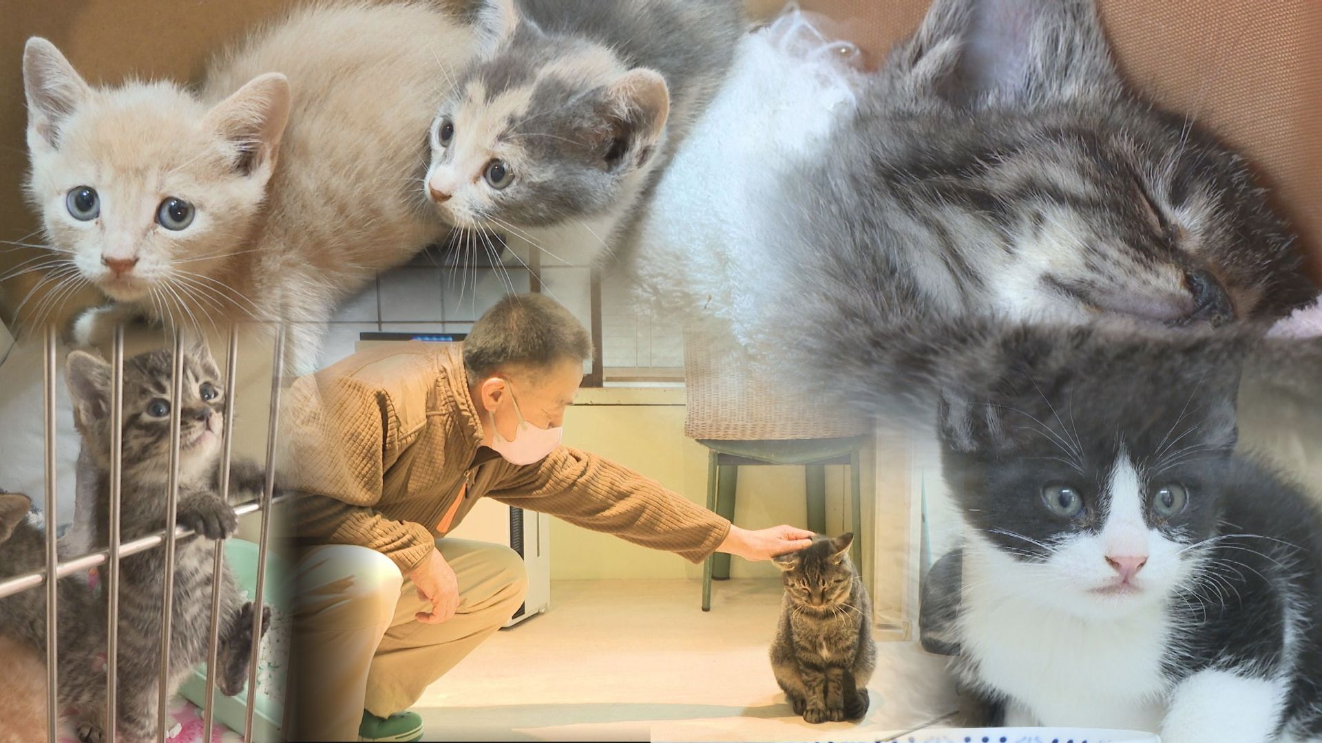 保護猫活動が直面する“物価高” 120万円赤字の月も 命を守る使命と