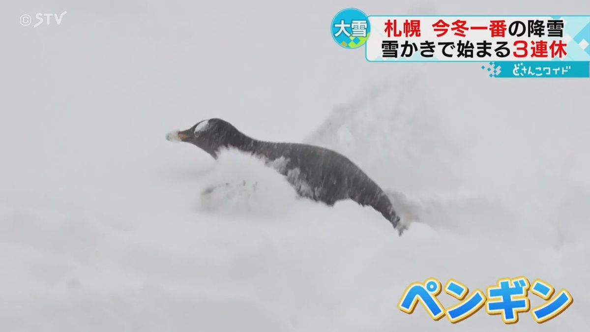 喜んでいるのはペンギンだけ…？記録的暖気はどこへ？やはりまだ２月、札幌今季一番の大雪