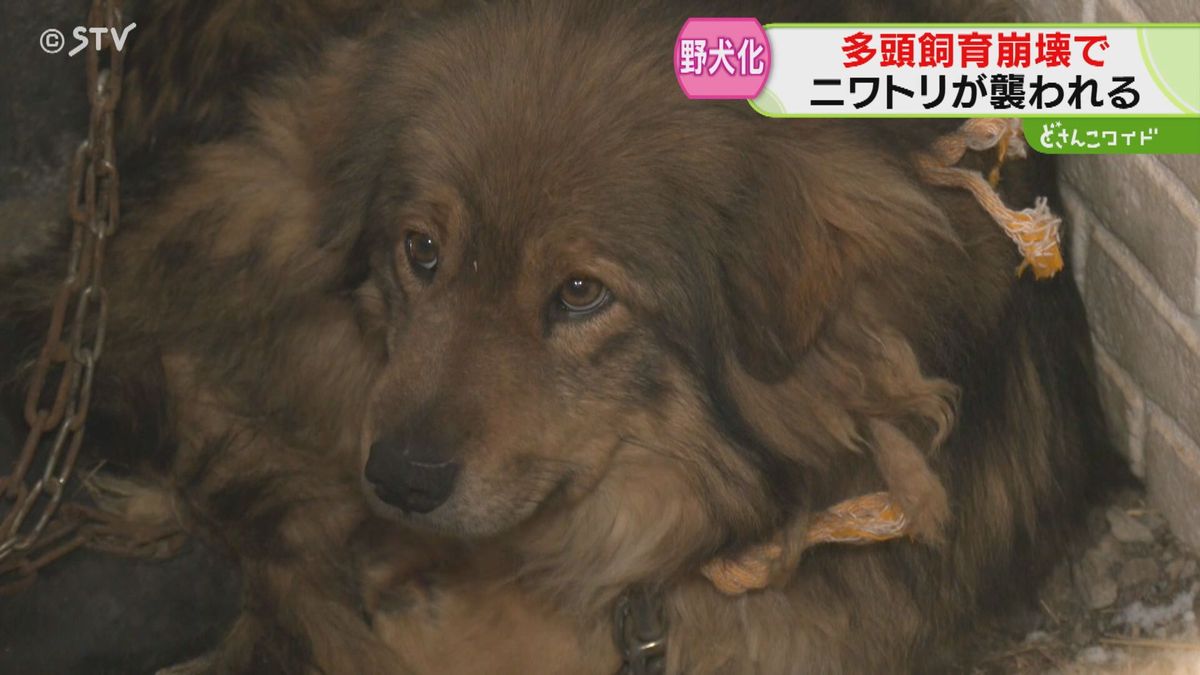 犬が養鶏場襲いニワトリ100羽が…悲し　その原因は「多頭数飼育崩壊」による野生化という衝撃