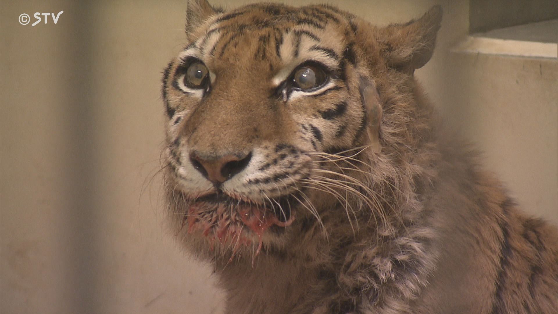 速報】足に障害あるアムールトラ「ココア」死ぬ 17歳…懸命に生きる姿に