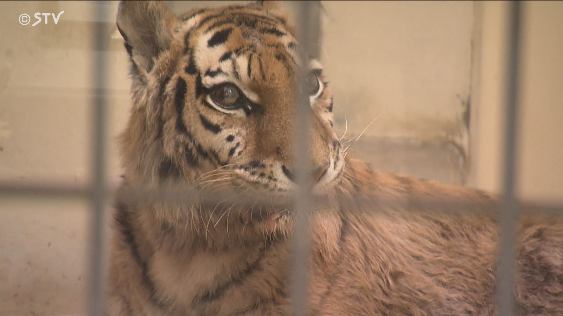 速報】足に障害あるアムールトラ「ココア」死ぬ 17歳…懸命に生きる姿に