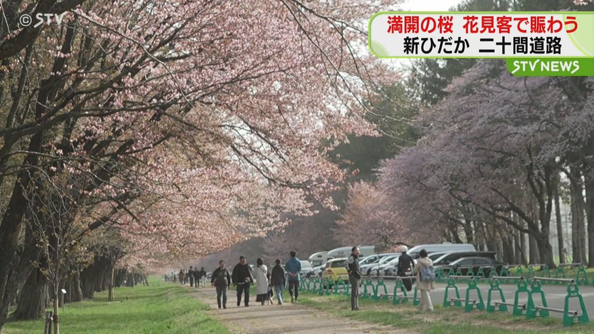 2000本のエゾヤマザクラ咲く「桜の名所」 満開の桜を楽しむ花見客でにぎわう　北海道新ひだか町