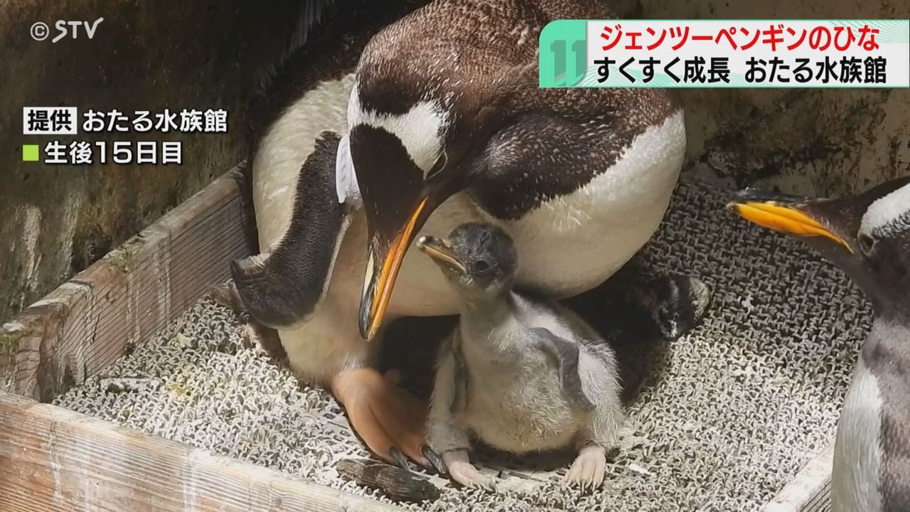 ふ化した日の体重85グラム ジェンツーペンギンのひな誕生 すくすく成長