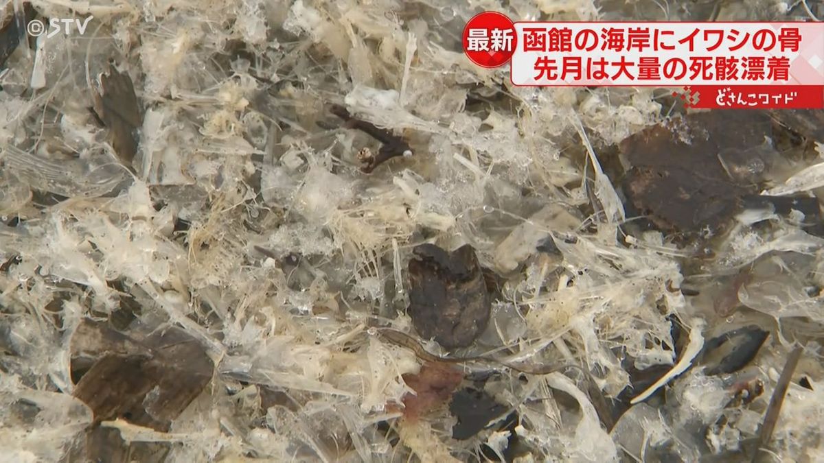 またも大量漂着…原因は？　今度はイワシの骨とウロコ　海岸約４００ｍを埋め尽くす　函館市