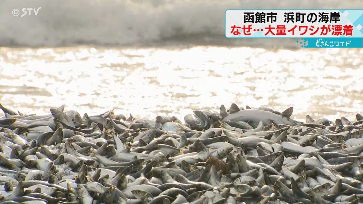 低水温が原因か「波ではなくイワシが打ち寄せる」海岸に大量漂着　大きな魚に追われた可能性も