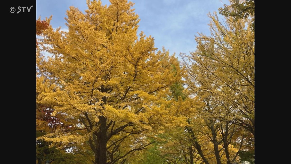 「黄色のトンネル」が見ごろ　北海道大学のキャンパス　鮮やかなイチョウ並木が人気