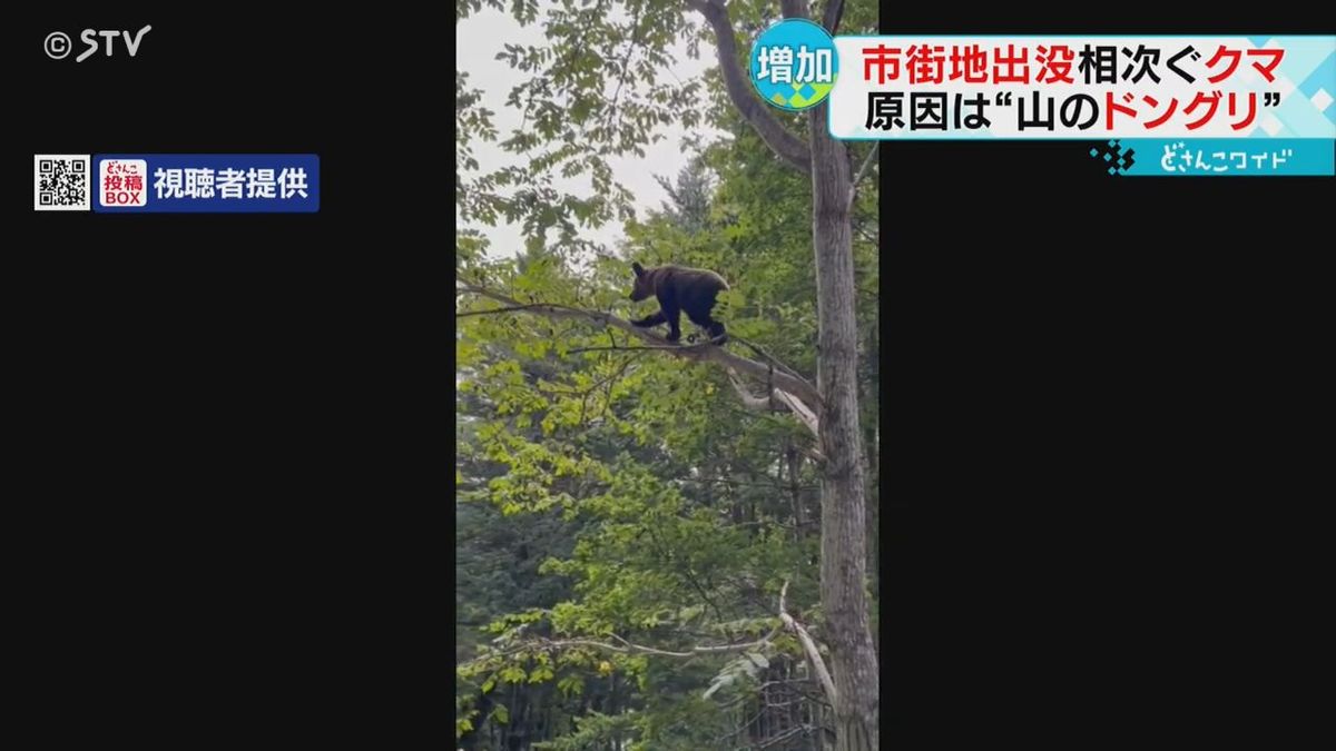 北海道各地で急増！人里に降りてくる“クマの目撃”　背景にはクマの餌不足が…専門家が指摘