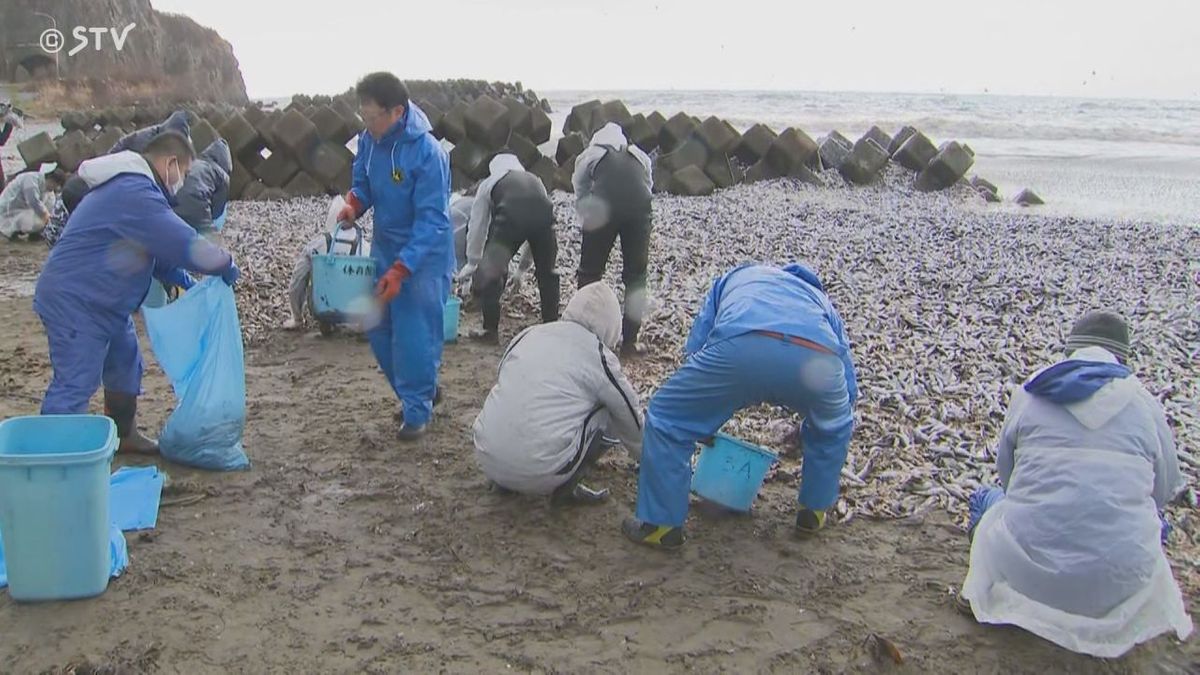 ２日間で７０トン回収も…まだ海岸に数千トンのイワシ　処分作業の終了見込めず　北海道函館市