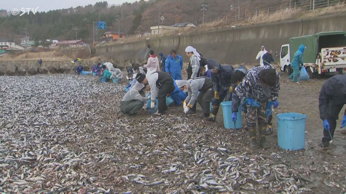 イワシの回収作業（9日・北海道函館市）