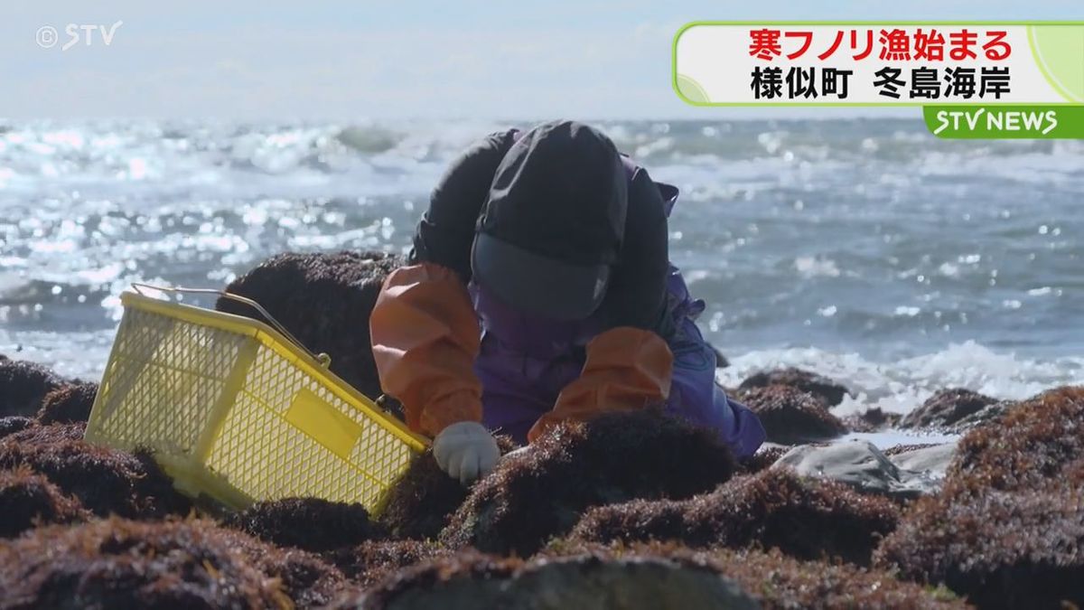 味噌汁の具とか酢の物に…「寒フノリ漁」始まる　６月まで続く　北海道様似町の海岸