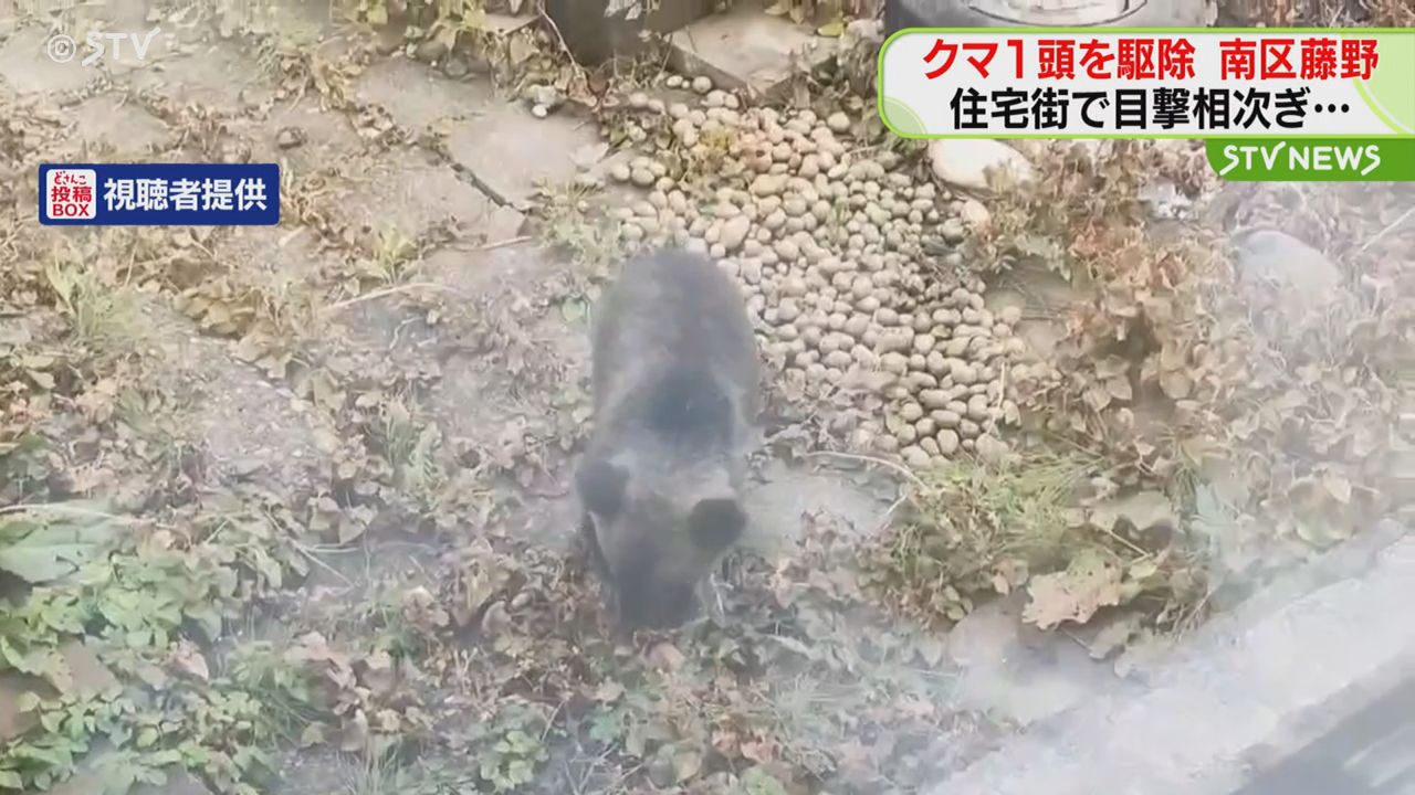 クマ1頭駆除 住宅街で目撃相次ぎ 人的被害の恐れで 札幌市南区藤野