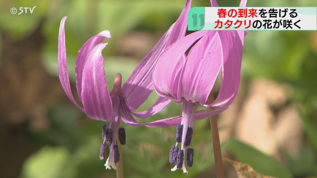 「少し前は雪だったのに…」春を告げるカタクリの花が咲く　国内最大級の群生地　北海道旭川市