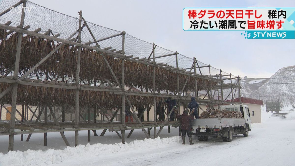 マダラを冷たい潮風で　棒ダラの天日干しが最盛期「仕上がりはいつも通り」稚内市