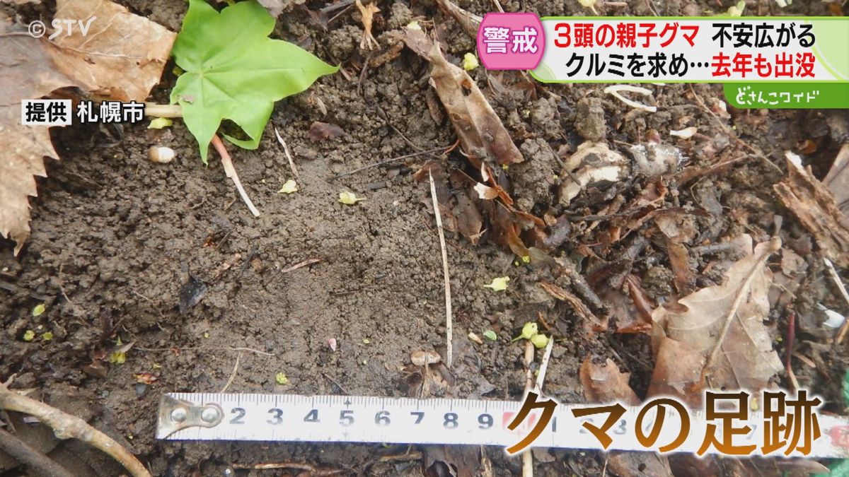 “クルミ”狙いか？札幌市西区で親子グマ３頭目撃　住民「子どもが学校行きたくない感じ」