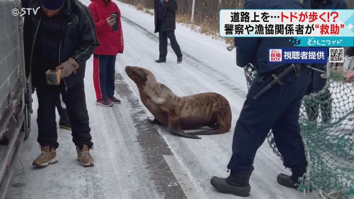 なぜこの場所に…道路を歩くトドの子ども？　漁網で持ち上げ無事に救出　北海道湧別町