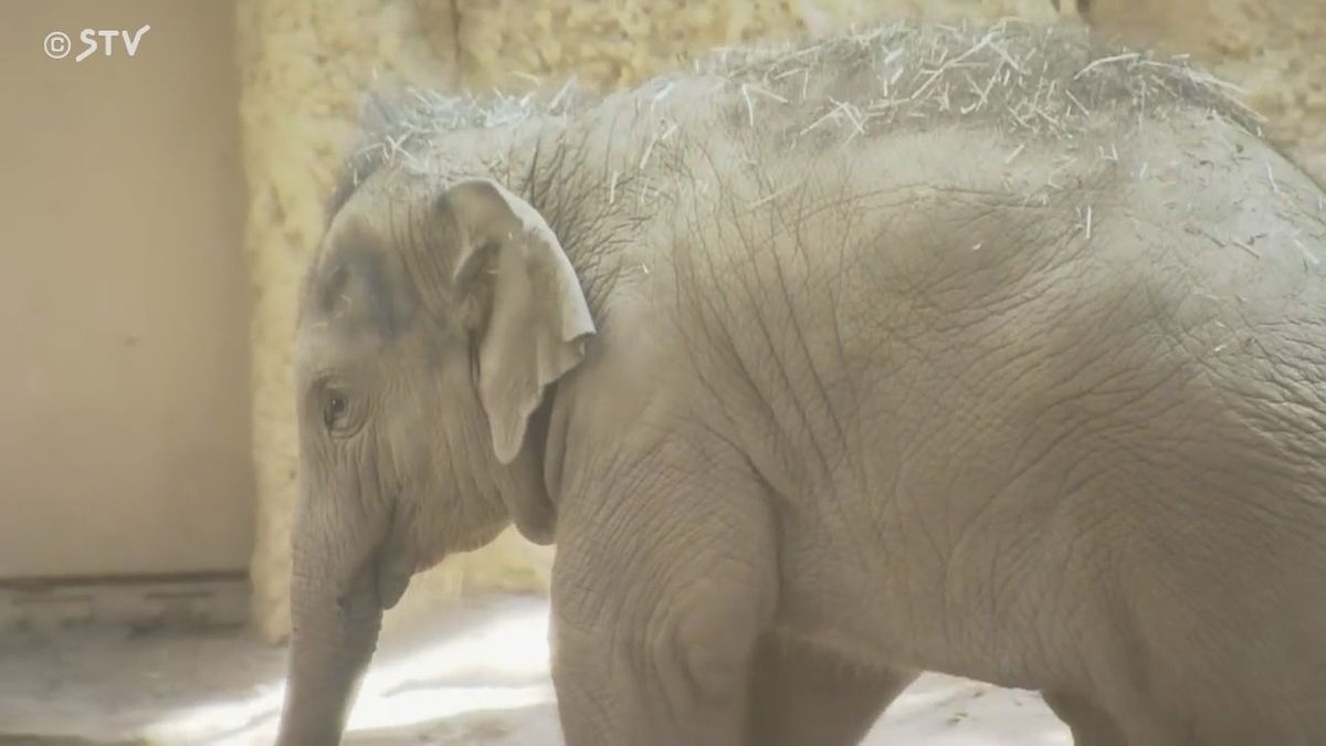 １年で６０５キロに成長　アジアゾウ「タオ」１歳の誕生日　ゾウ達の絆も深まる　円山動物園