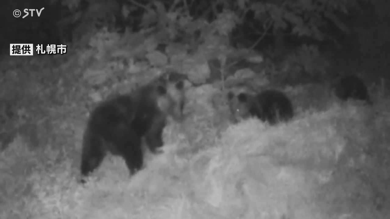 速報】メスのクマ1頭駆除 体長147センチ、体重103.5キロ 目撃続く札幌