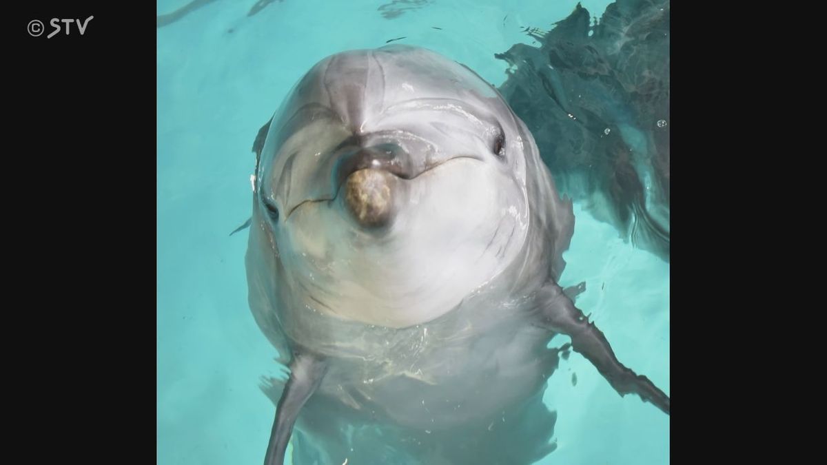 バンドウイルカの「メリー」が妊娠 来年夏出産予定 無事に生まれれば北海道初 おたる水族館