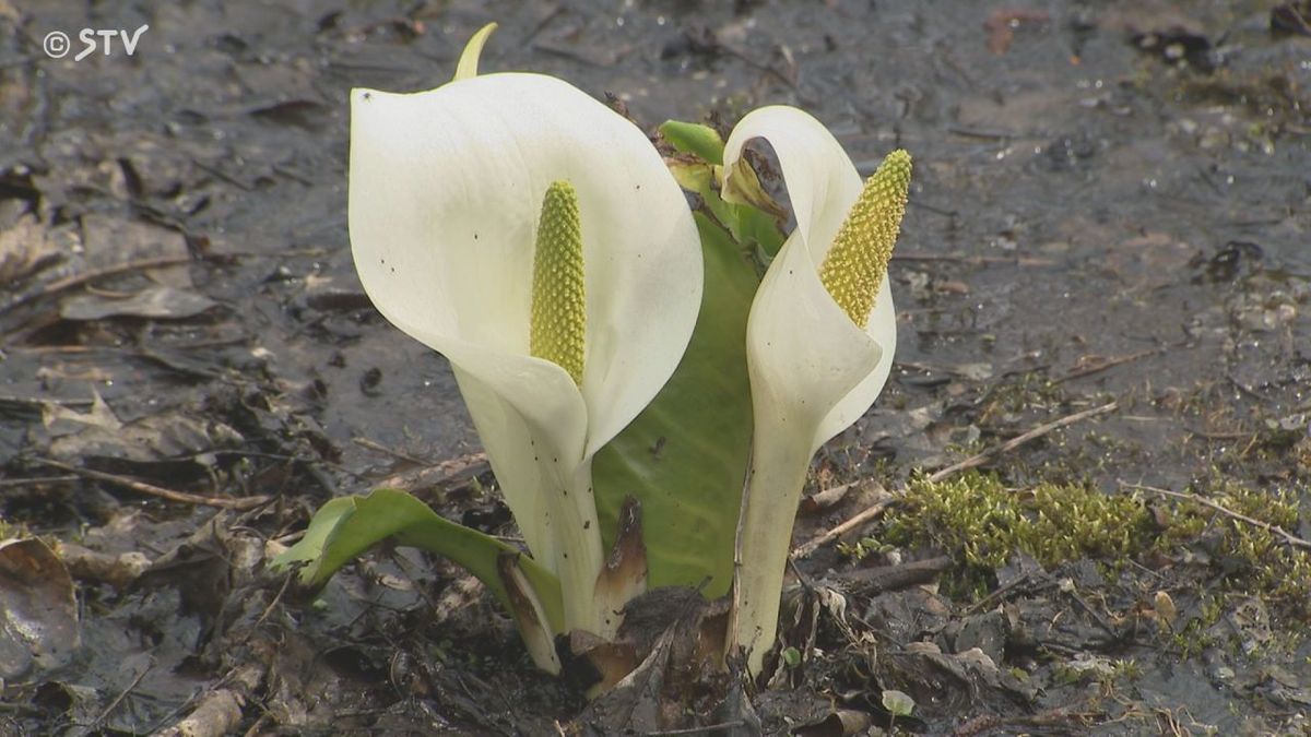 道南・大沼でミズバショウが３分咲き　ところで花に見える白い部分は花じゃない！では花はどこ？