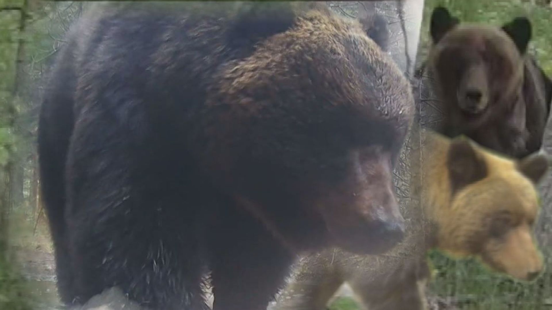 ヒグマ出没・動画】カメラに映った“ヒグマ”の姿 道内各地で撮影…出没