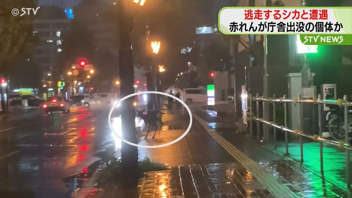 雨の札幌ど真ん中で「シカじゃね？」間一髪！車間抜け夜のとばりへ…帰宅途中ＳＴＶ根本記者撮影