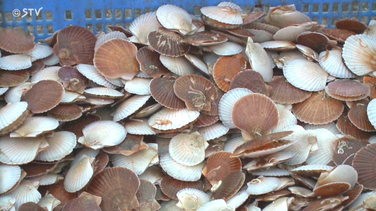 これも春らしい…北の海ではホタテの稚貝出荷はじまる　浜は賑わい　今年の漁獲量は…？　苫前町