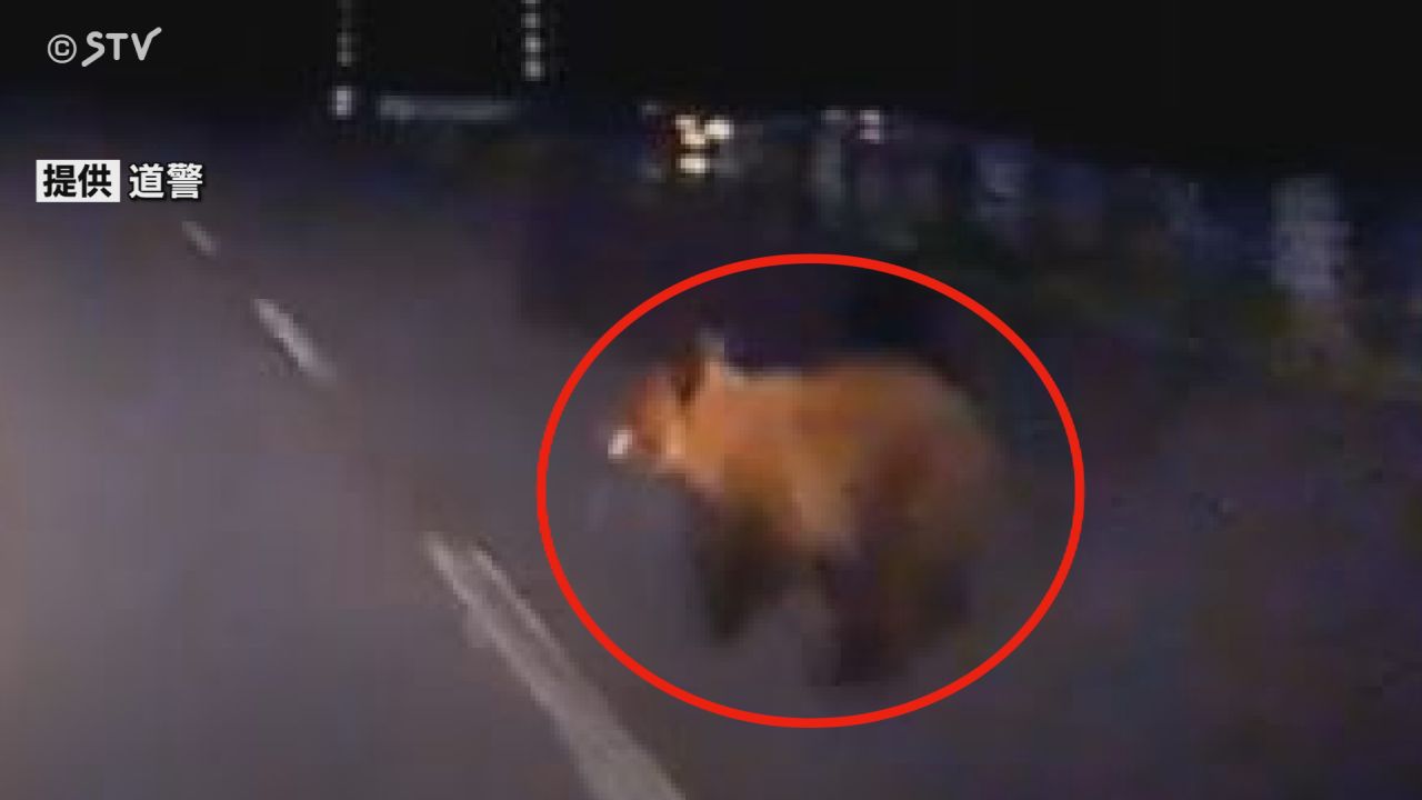 熊の電話 大山ケーブルカーの駅近くにクマ出没 カメラが捉える 神奈川（2025年8