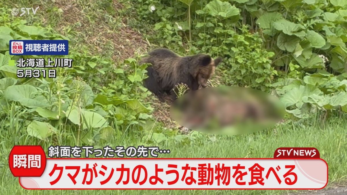 熊 ニュース 北海道