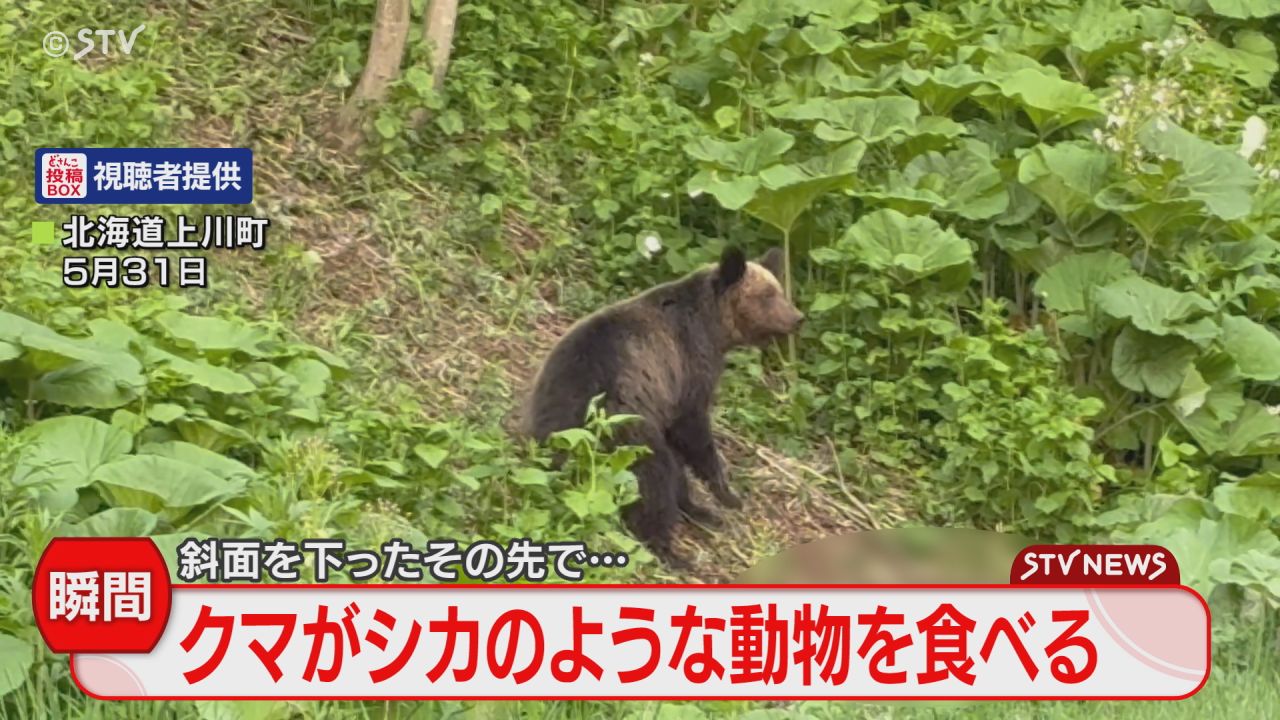 熊の胆嚢　ヒグマ北海道 熊の胆嚢 ヒグマ北海道 熊の胆嚢