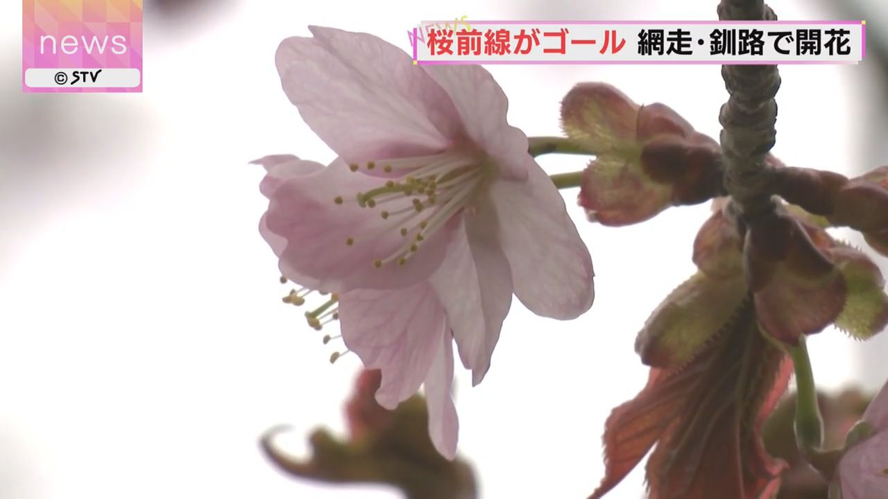 日本列島縦断…桜前線ゴール 網走と釧路で相次ぎ開花発表 （2026年5月3