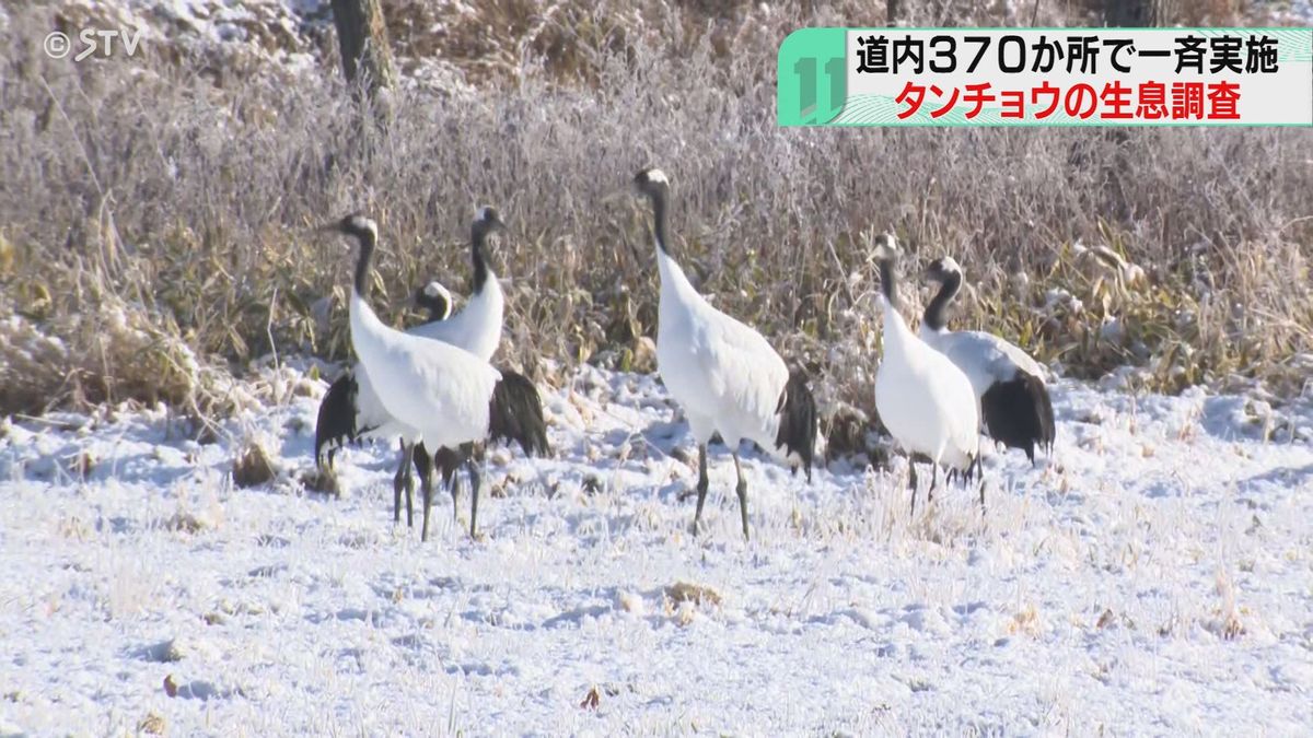 「一気に来たから大変」中学生がタンチョウの生息数を調査　鳥インフル対策が急務　北海道鶴居村