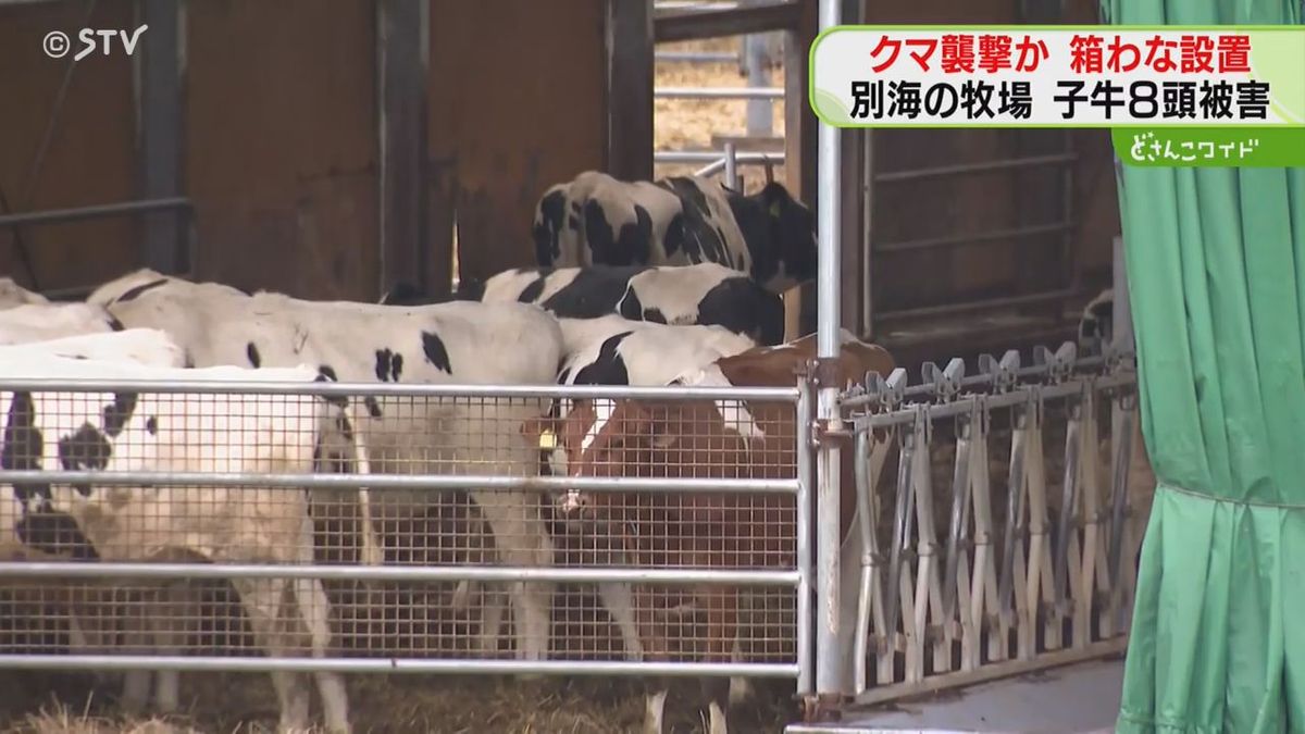 牛舎周辺に箱わな設置　クマ襲撃か　けがした子牛４頭も安楽死　被害は８頭に　北海道別海町