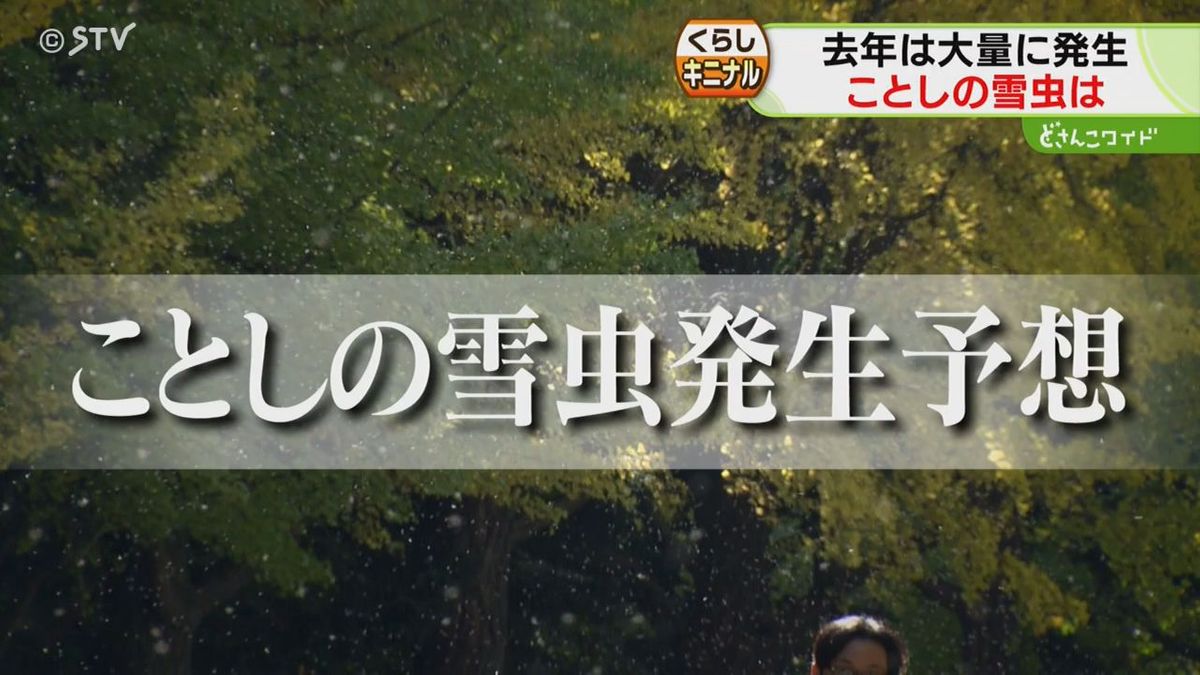 「ことしもかなりの数が出現」やっかい者の“雪虫”　専門家が大量発生を予想　北海道