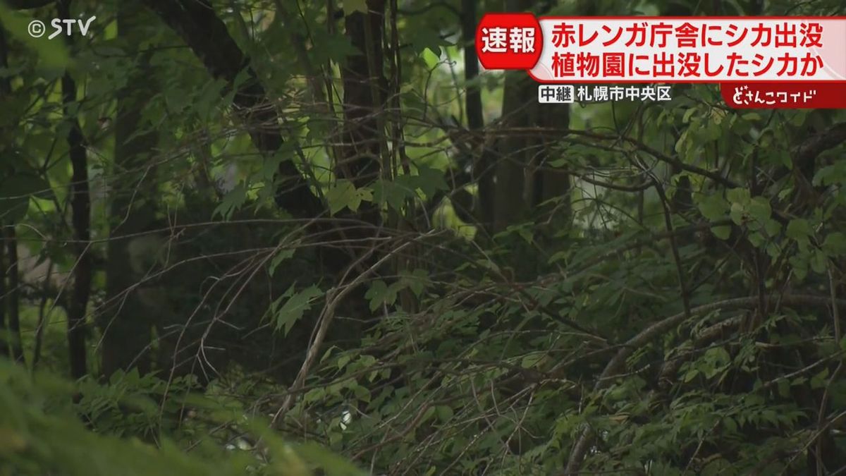 【速報】札幌市中心部にシカ出没…“赤レンガ”周辺に　道路に出たら大変！　