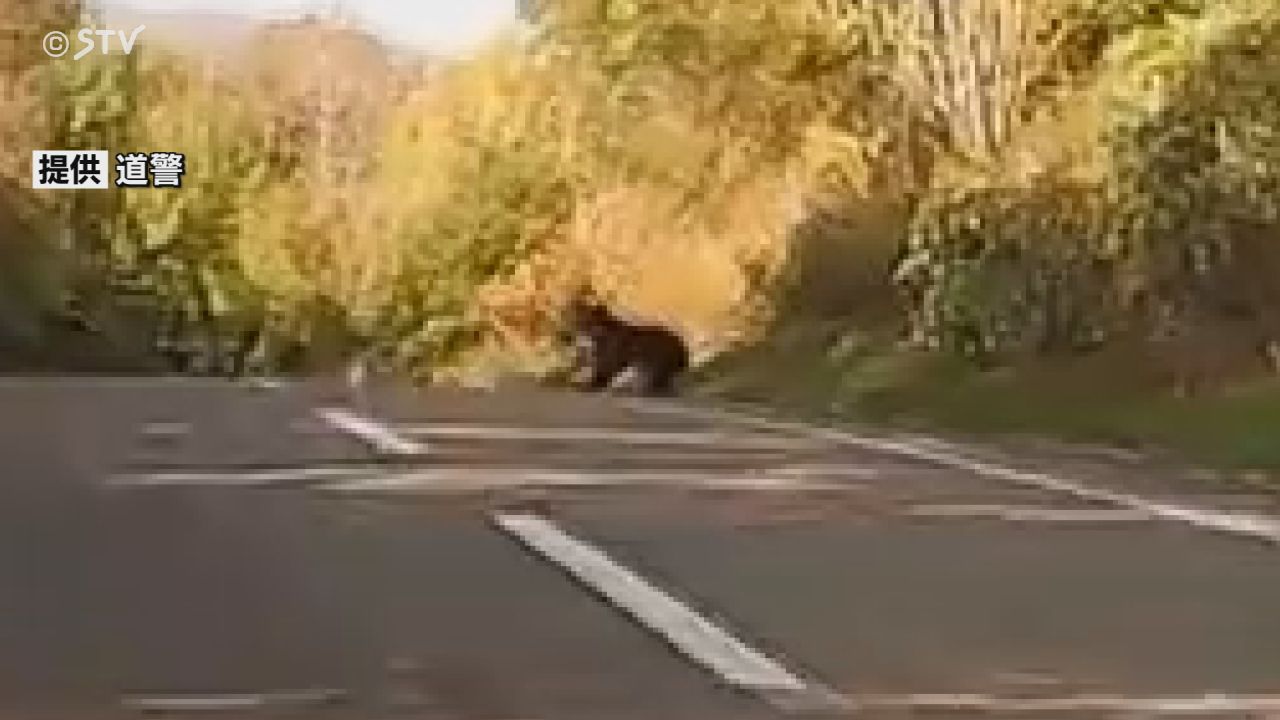 映像】警察の公用車ドライブレコーダーにクマ映る 道路に飛び出し…体長