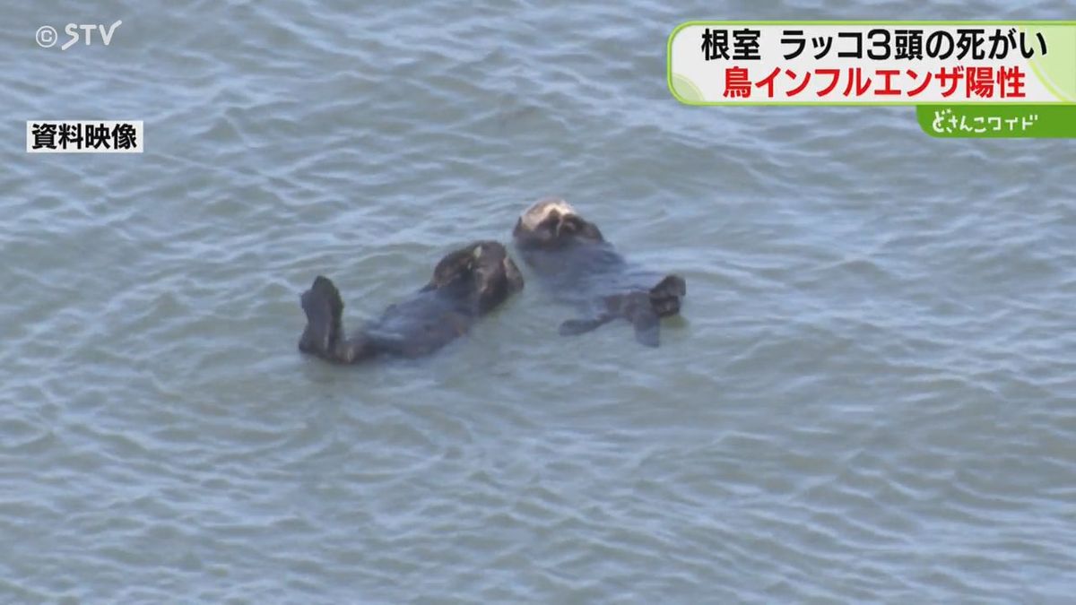 ラッコ３頭から“鳥インフル”　根室市の海岸で死がい発見　４月に浜中町でも感染確認　北海道