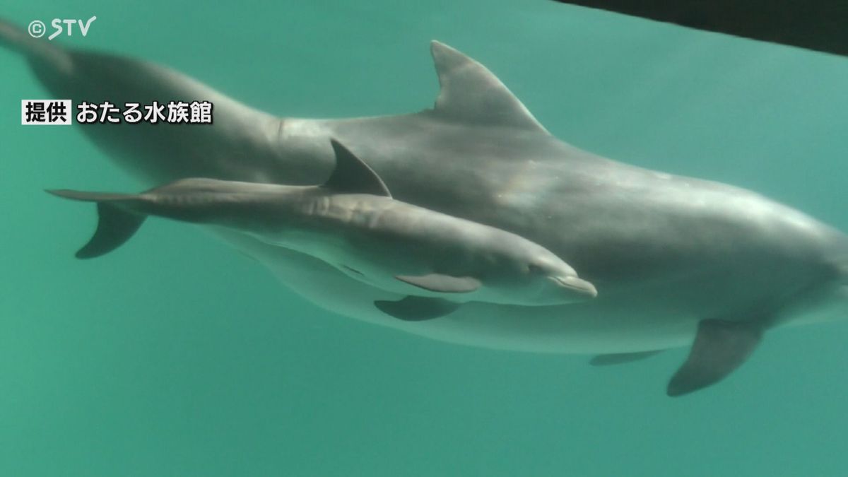 画像提供：おたる水族館