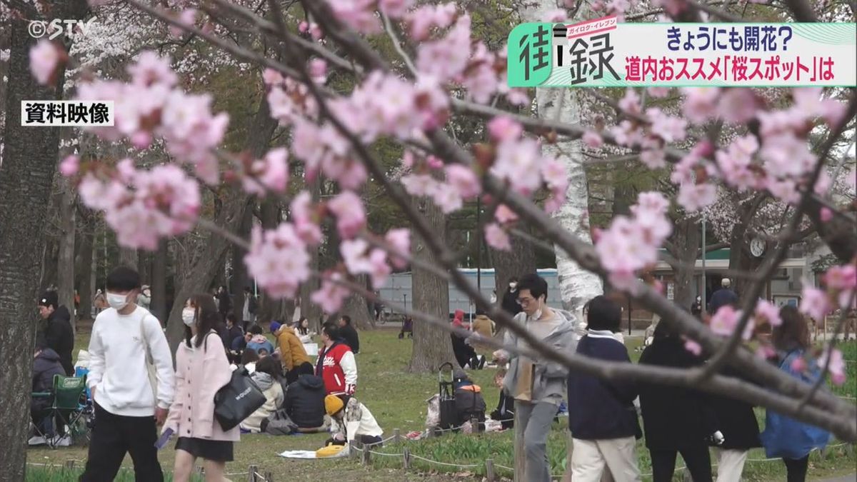 【街録】あなたのおすすめ桜スポットは？　道内の穴場をご紹介　道民は飲食しながら花見しない！？