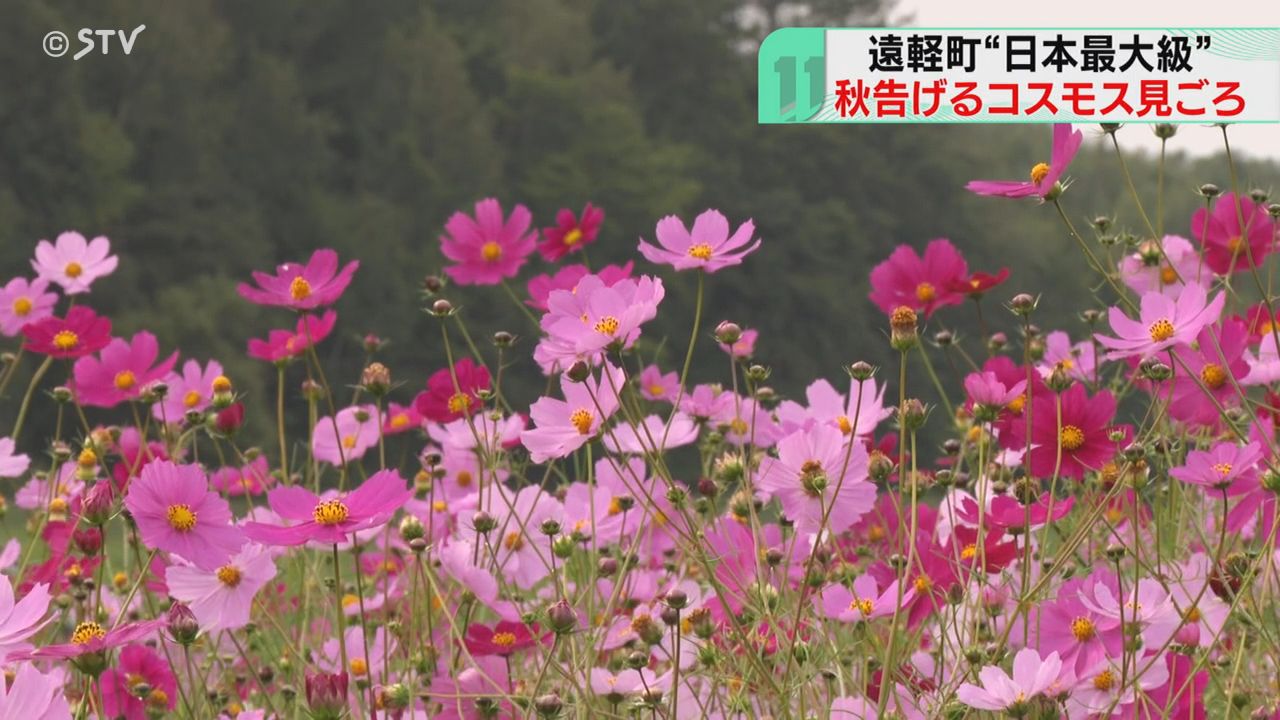 写真を撮っていて楽しい」1000万本のコスモスが見ごろ 濃淡さまざま…20