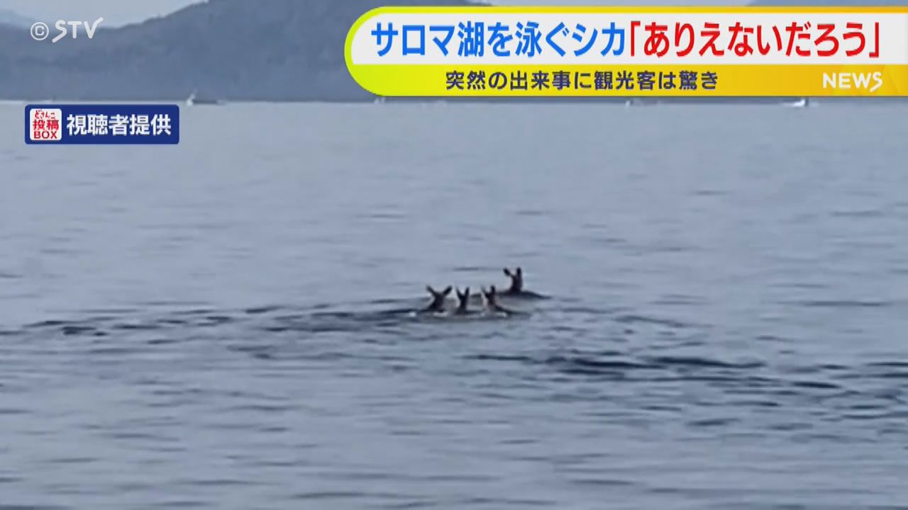 びっくり」シカの群れが湖に飛び込みぐんぐん泳いで沖へ 観光客の男性